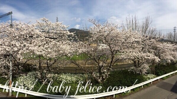 フェリーチェ 桜